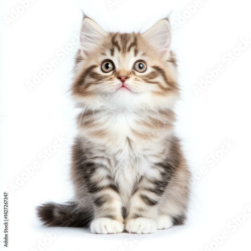 A fluffy Siberian kitten poses on a bright white background, showcasing its striking features and endearing personality.