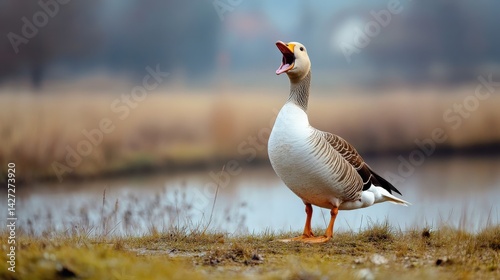 A goose standing and squawking near a body of water