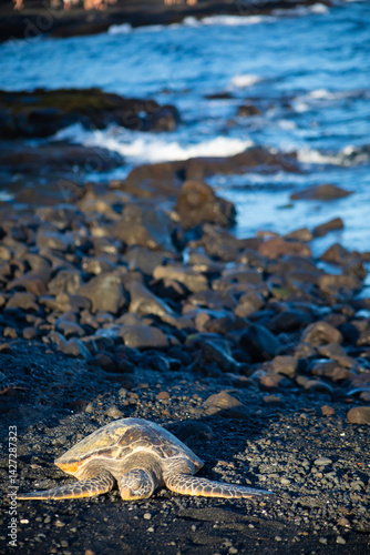 hawaiian green sea turtle on black sand beach in the evening sun, vertical