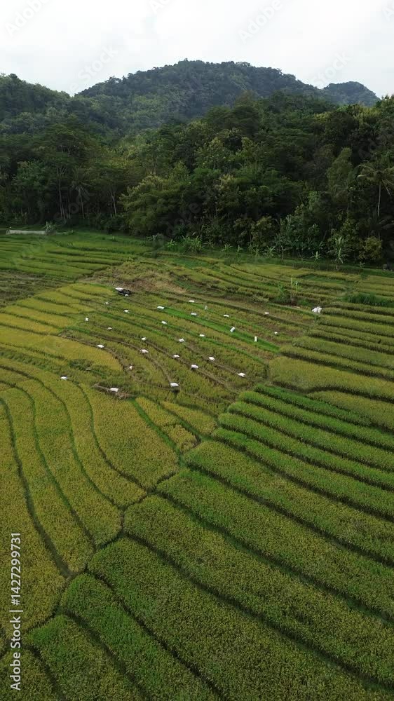 Aerial view of terraced rice fields in Kulon Progo, Yogyakarta, Indonesia Aerial view of terraced rice fields in Kulon Progo, Yogyakarta, Indonesia