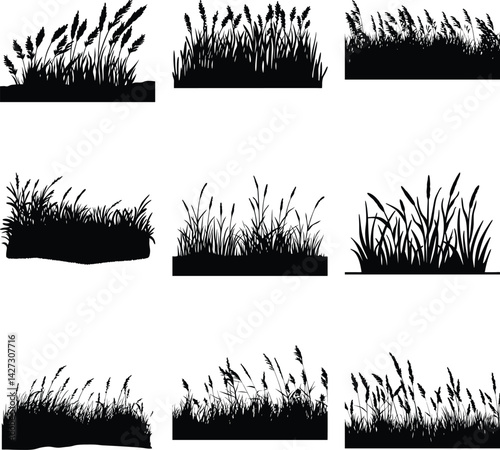 Silhouettes of Tall Grasses and Reeds