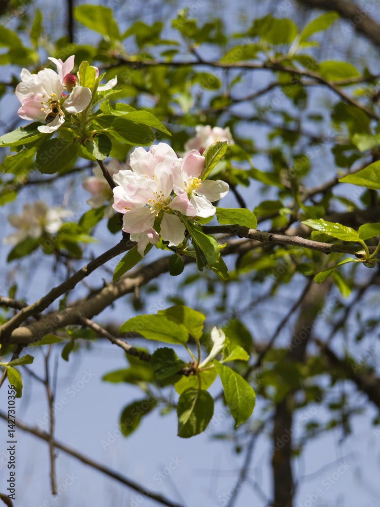Spring Landscape of South Park in city of Sofia, Bulgaria