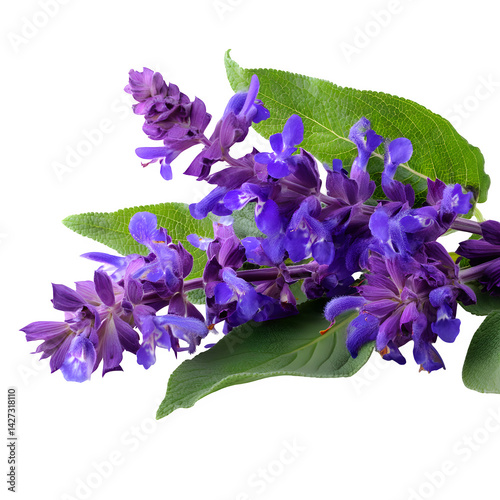 Mealy purple sage flowers blooming with leaves, Salvia farinacea, Blue salvia isolated on white background --v 7.0