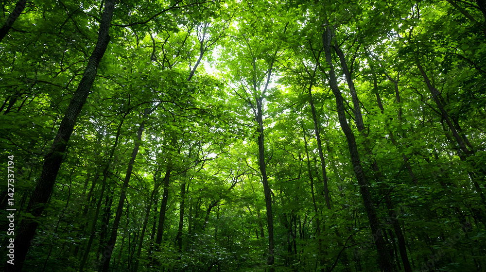 Dense Lush Green Forest Canopy At Daylight Dense Lush Green Forest Canopy At Daylight