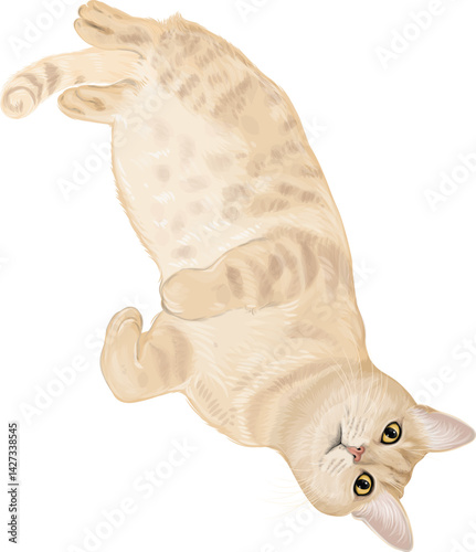 A cute orange cat lies down, showing its adorable belly, vector art