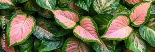 Wallpaper Mural Lush Pink and Green Caladium Leaves Botanical Background Texture Vibrant Tropical Foliage Pattern for Design Torontodigital.ca