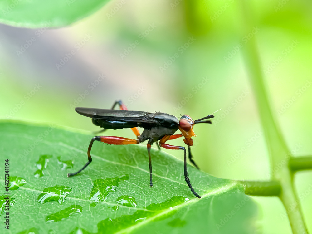 Close up of stillt-legged fly (Micropezidae) Close up of stillt-legged fly (Micropezidae)
