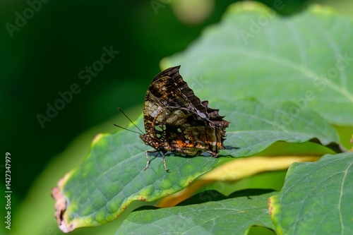 A silver studded leafwing butterfly at the Meijer Botanical Gardens in Grand Rapids, Michigan. photo