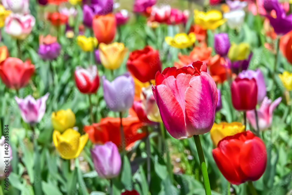 美しいチューリップの花 美しいチューリップの花