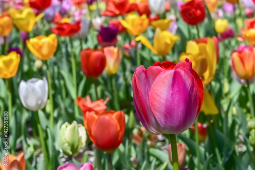 美しいチューリップの花