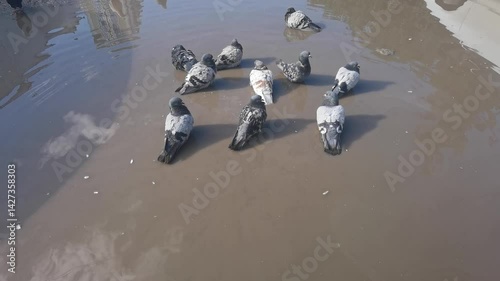 Flock of pigeons wading through urban puddle in synchronized movement on sunny day.