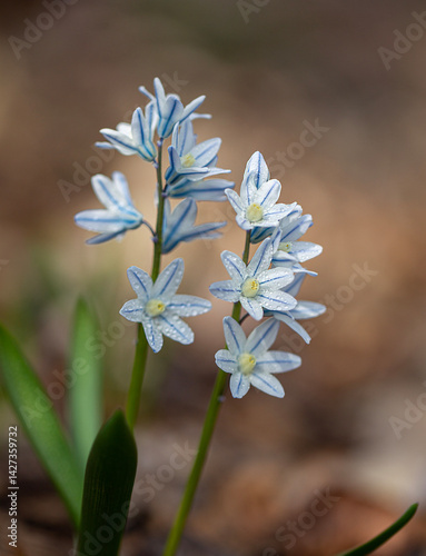 Canvas Print striped blue squill plant with leaves on a soft brown background