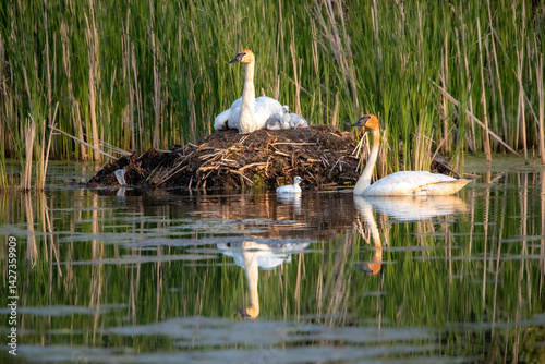 Schilderij op canvas trumpeter swan on nest with babies and both adults