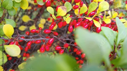 Vibrant foliage transformation: green to red leaves in autumn breeze at high resolution.