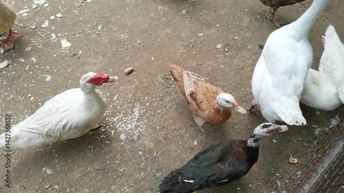 Ducks and geese foraging on pond edge in natural habitat with diverse breeds displaying social interactions.