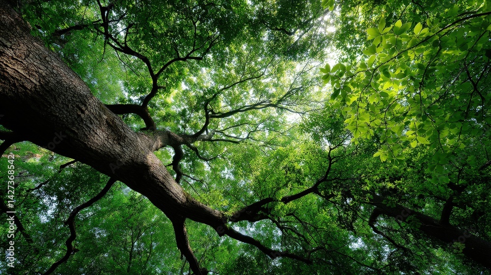 Fototapeta premium Illuminated tree canopy forest realistic photograph natural environment underneath view glowing concept