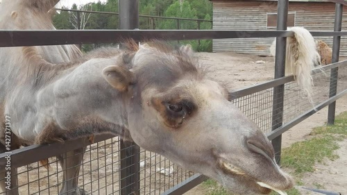Curious camel interacting with fence at rural sanctuary in daylight.