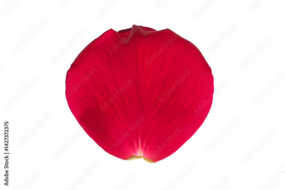 red flower petals rose isolated on background transparent red flower petals rose isolated on background transparent