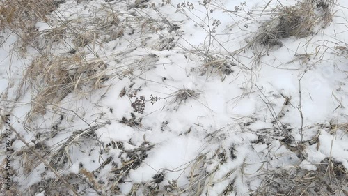 Winter landscape transformations: snowcovered ground and dry grass in seasonal transition.