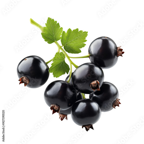 Blackcurrants on the branch fresh fruit delicious healthy