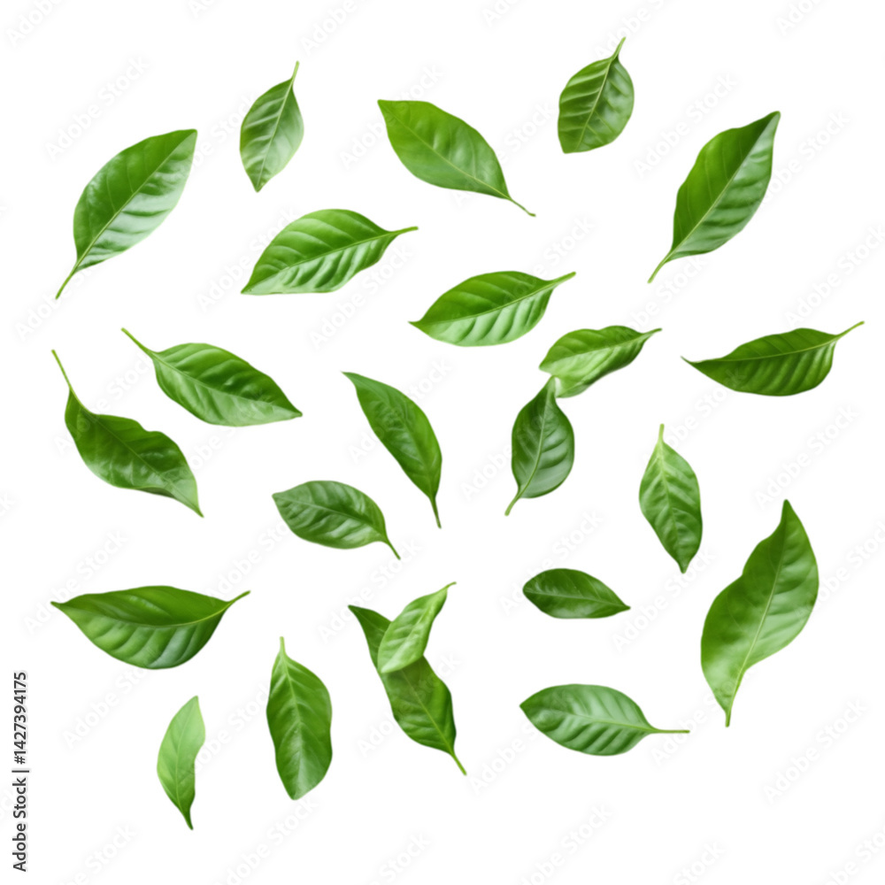 Green leaves falling on black background nature foliage plants Green leaves falling on black background nature foliage plants