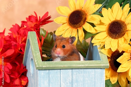 Golden Hamster sitting in his house, among red and yellow flowers, looking out.