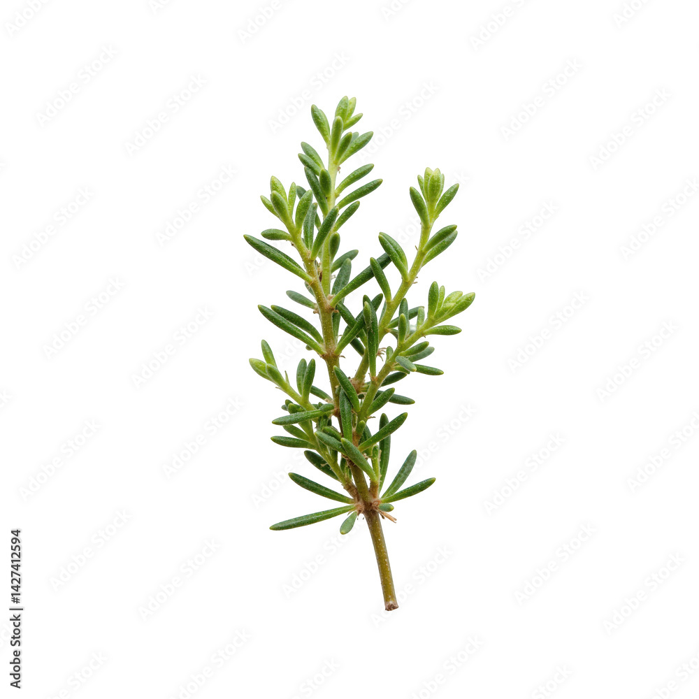 A Fresh Sprig of Lemon Thyme Herb on a transparent background, Displaying the Vibrant Green Leaves of This Aromatic Culinary Plant