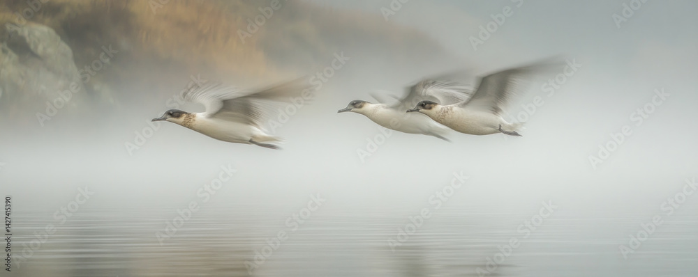 Fototapeta premium Three birds flying over a body of water. The sky is cloudy and the water is calm. The birds are flying in a V formation