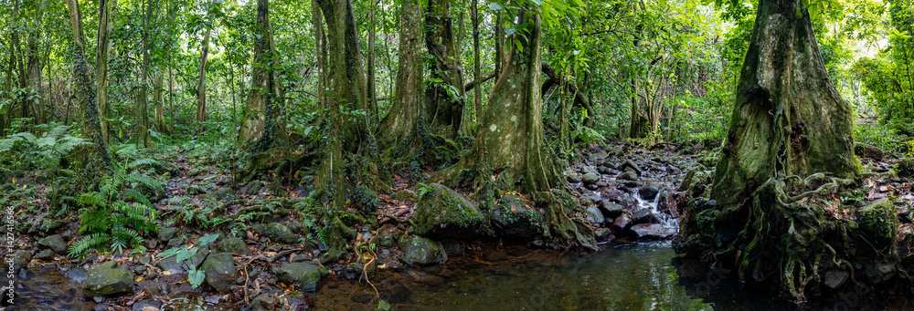 Creek through rainforest in French Polynesia panorama Creek through rainforest in French Polynesia panorama