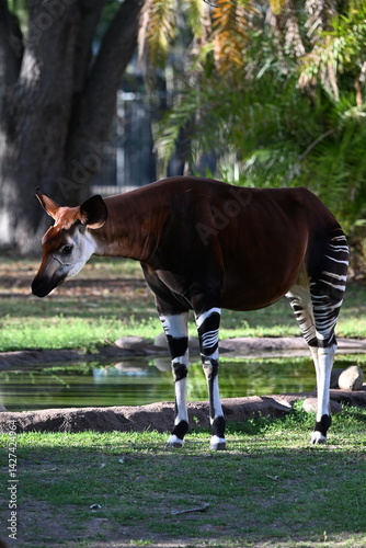 elusive, shy, and endangered Okapi, unusual non-zebra animal