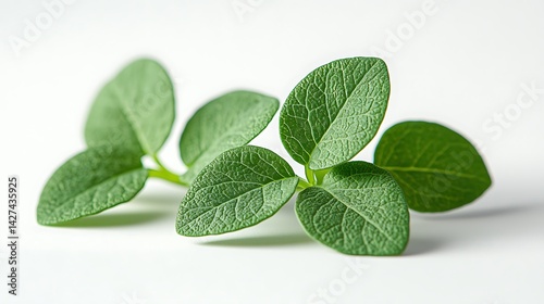 Eco themed herbal photography green leaves high resolution image