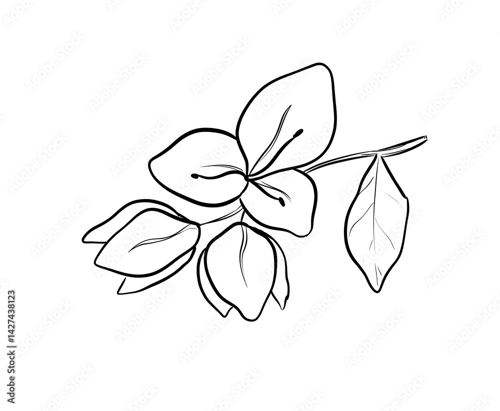 Obraz premium bougenville digital illustration drawing isolated
