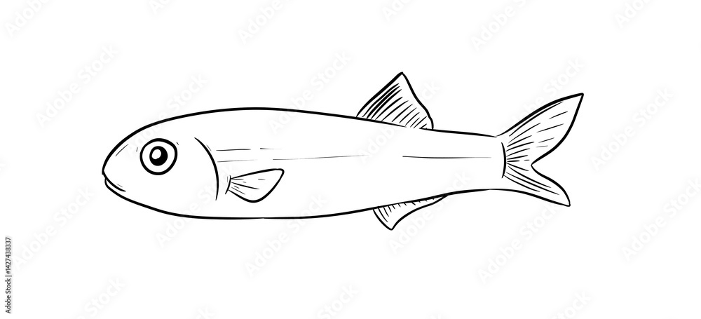 Fototapeta premium anchovy fish digital illustration drawing isolated
