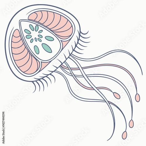 A vector of a plankton