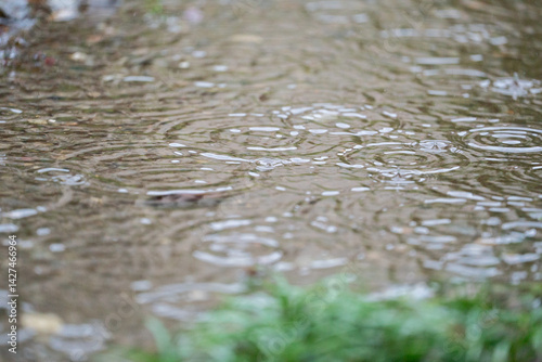 雨の日の水たまり