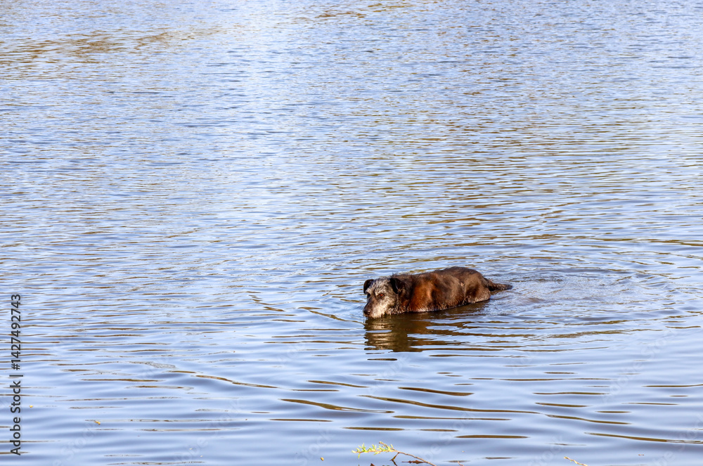 A large dark dog with a gray muzzle swims in the calm water of a river or lake. The surface of the water with light waves reflects the blue sky and surrounding vegetation. A large dark dog with a gray muzzle swims in the calm water of a river or lake. The surface of the water with light waves reflects the blue sky and surrounding vegetation.