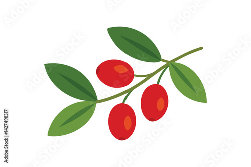  Fresh Barberry vector on white background