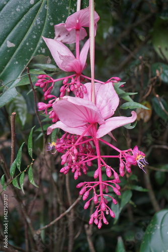 Medinilla magnifica