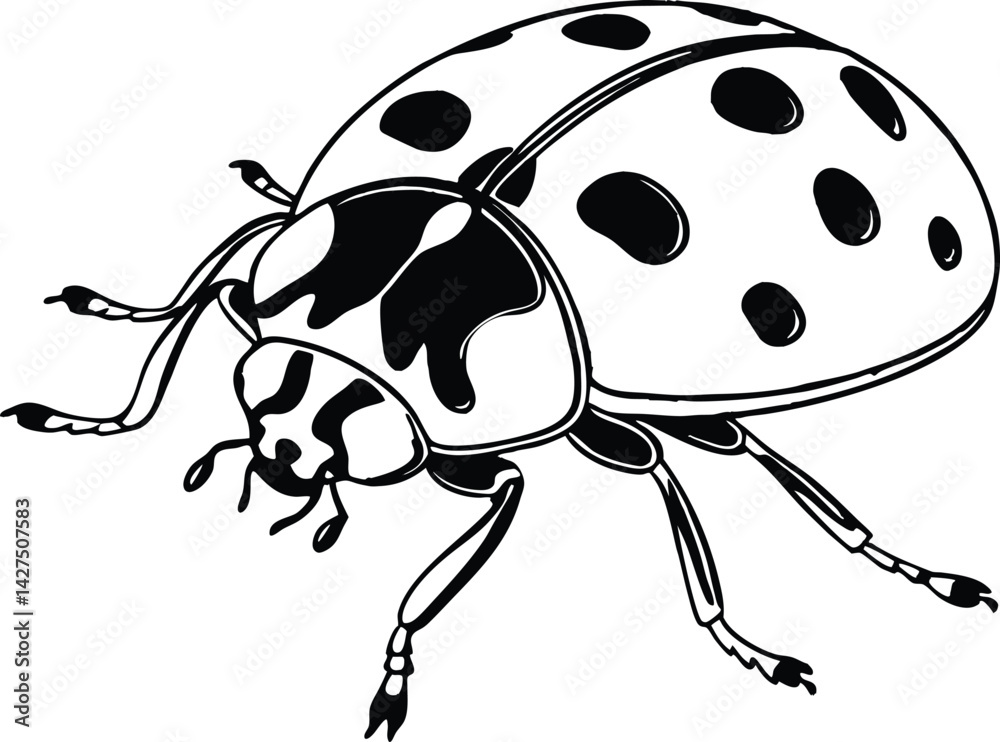 Fototapeta premium ladybug on white background