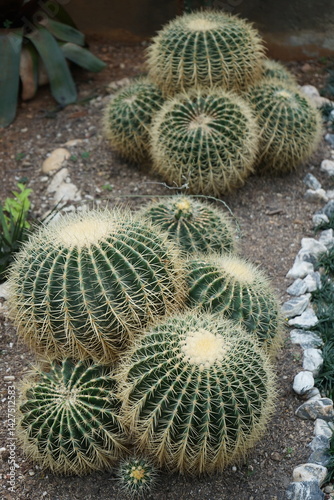 golden barrel cactus