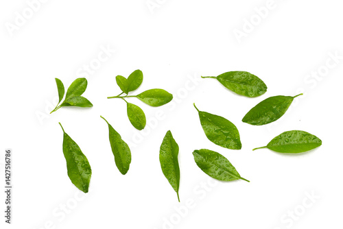 Citrus fruit leaves with water drop