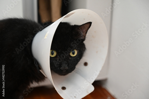 Photography cat with cone, pet cone, black cat, Elizabethan collar, accessory used on dogs a