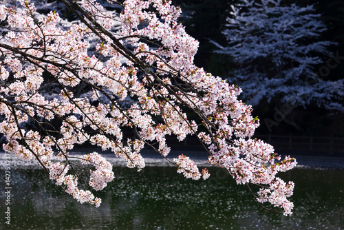 cherry blossom and pond in spring