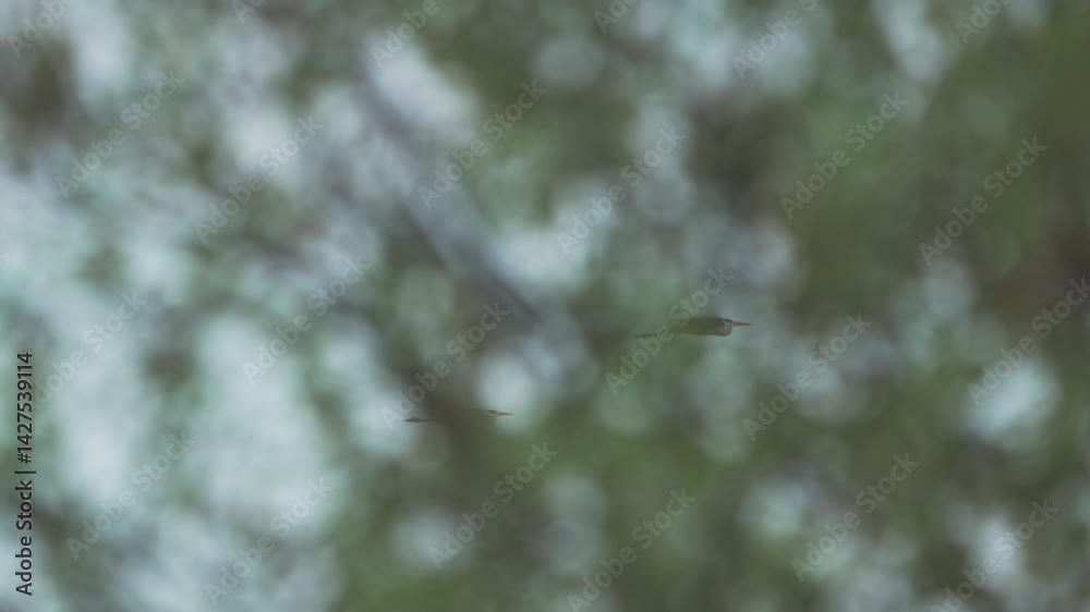 A gray heron (Ardea cinerea). Bird in flight against a blue sky. ПАРА ...