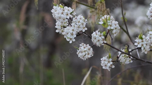 Beautiful while flowers blooming in spring.