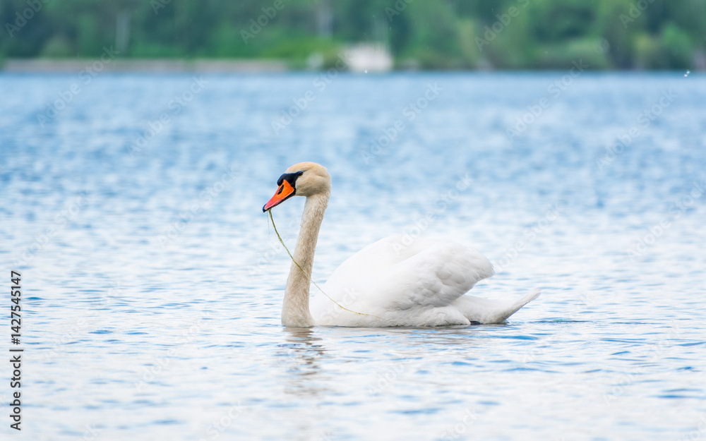 Fototapeta premium Graceful white Swan swimming in the lake, swans in the wild. Portrait of a white swan swimming on a lake.