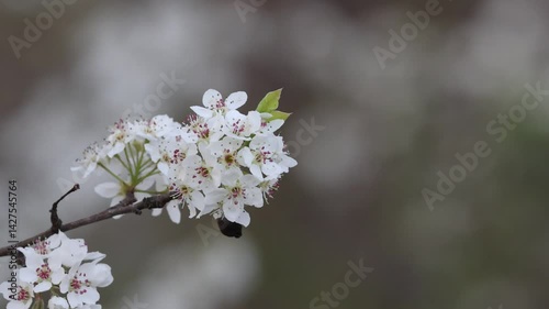 Beautiful while flower close-up in spring.