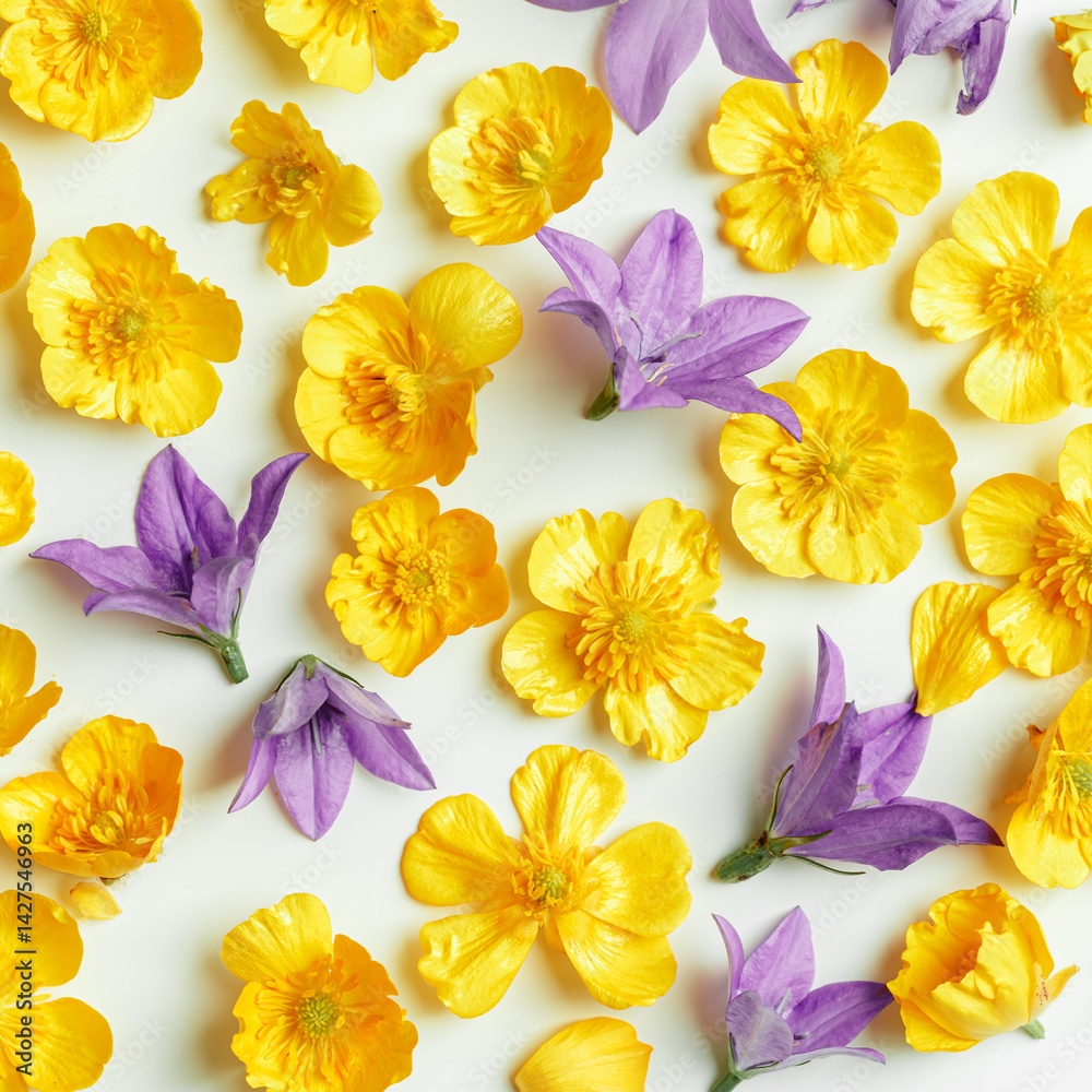 Top view pattern of natural wild flowers on white, floral blossom background, close up detail, minimal flat lay. Beautiful nature tender meadow and forest flowers, summer flowery concept