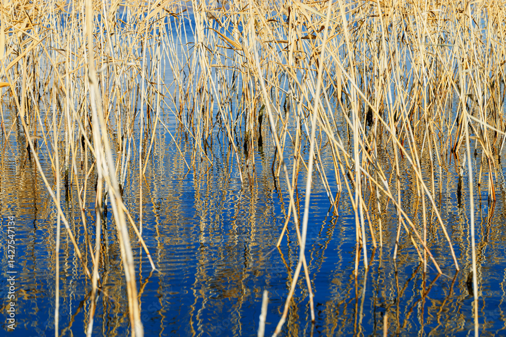 Dried grass reeds and their water ripples, nature landscape yellow blue color. Growing wild plants in lake or wetlands, abstract natural texture pattern from reflections on water in form curved lines