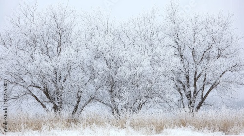 Wallpaper Mural Snow Covered Trees in a Winter Landscape.  Torontodigital.ca